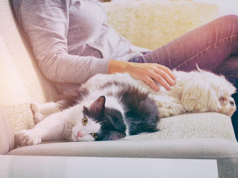 produits-veterinaires-pharmacie-deboeuf-poce-sur-cisse